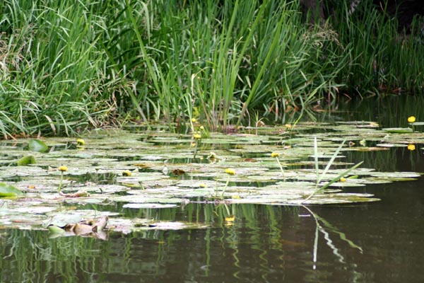 Dahmer Kanal Mecklenburgische Schweiz